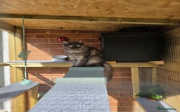 Exotic cats for sale: EXOTIC 18 MONTH OLD CAT - Advert 4