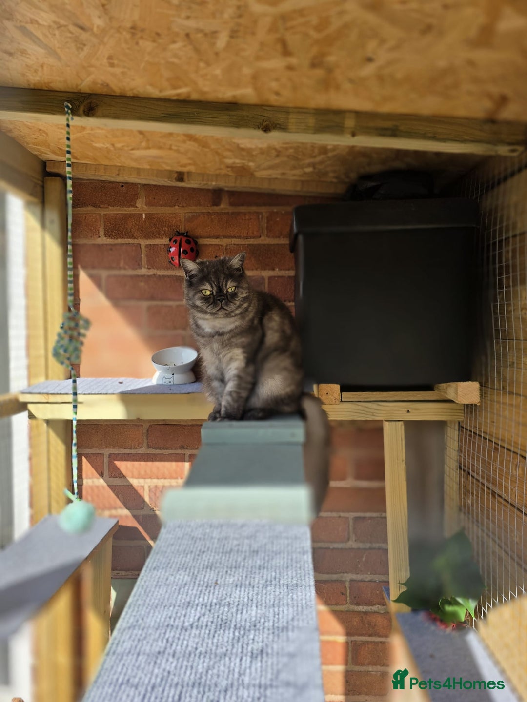 Exotic cats for sale: EXOTIC 18 MONTH OLD CAT - Advert 4