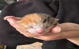 Domestic Shorthair cats for sale: 5 Domestic Shorthair Kittens - Image 11