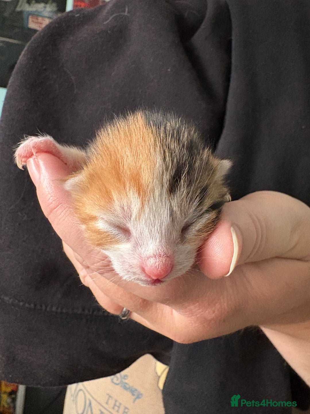 Domestic Shorthair cats for sale: 5 Domestic Shorthair Kittens - Image 11