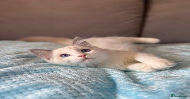 Ragdoll cats - Advert 2