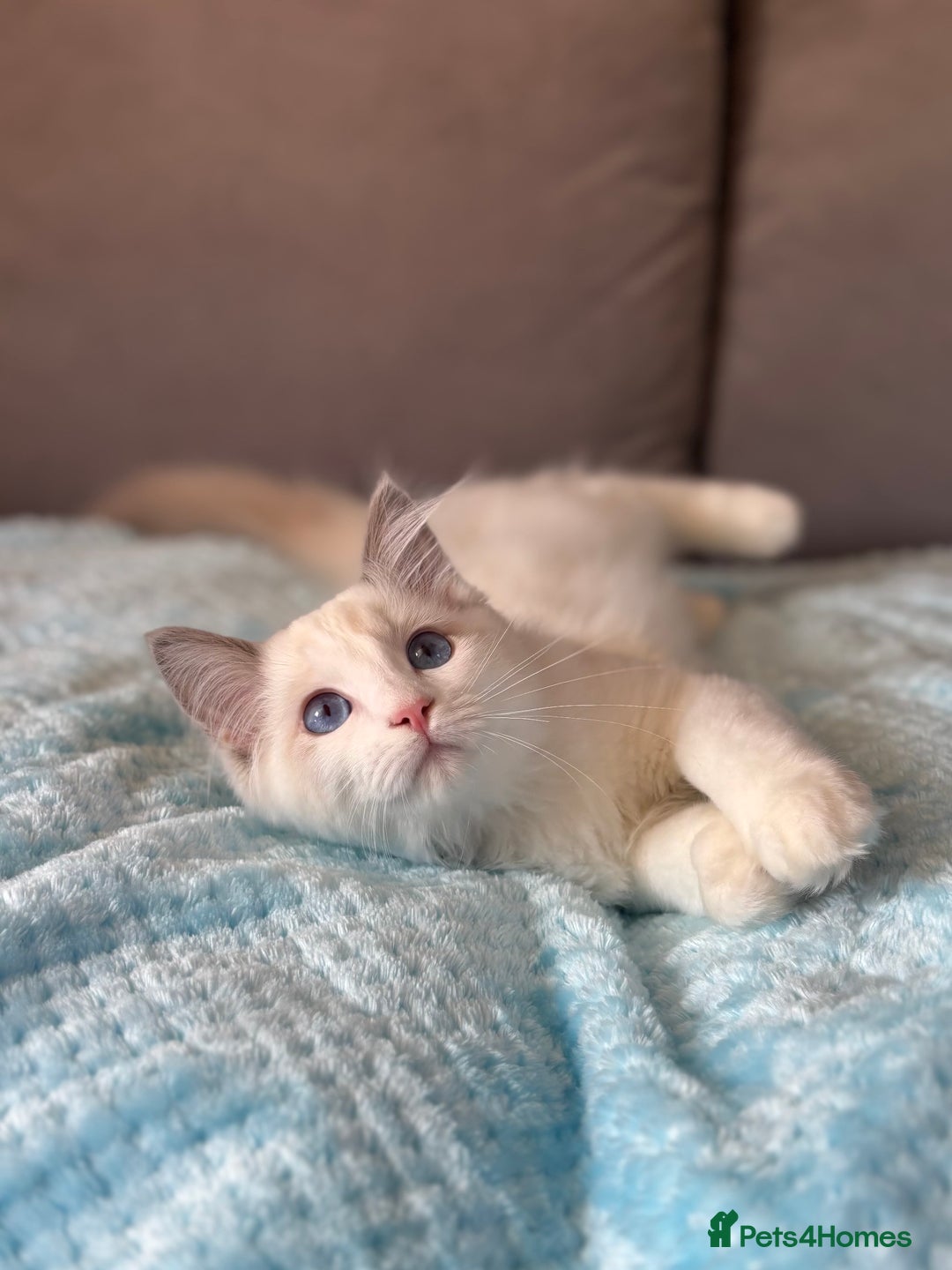 Ragdoll cats for sale: GCCF registered Kitten! 💙 Lilac  - Image 6