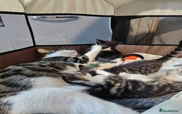 British Shorthair cats for sale: Playfull kittens ready for sale - Image 5