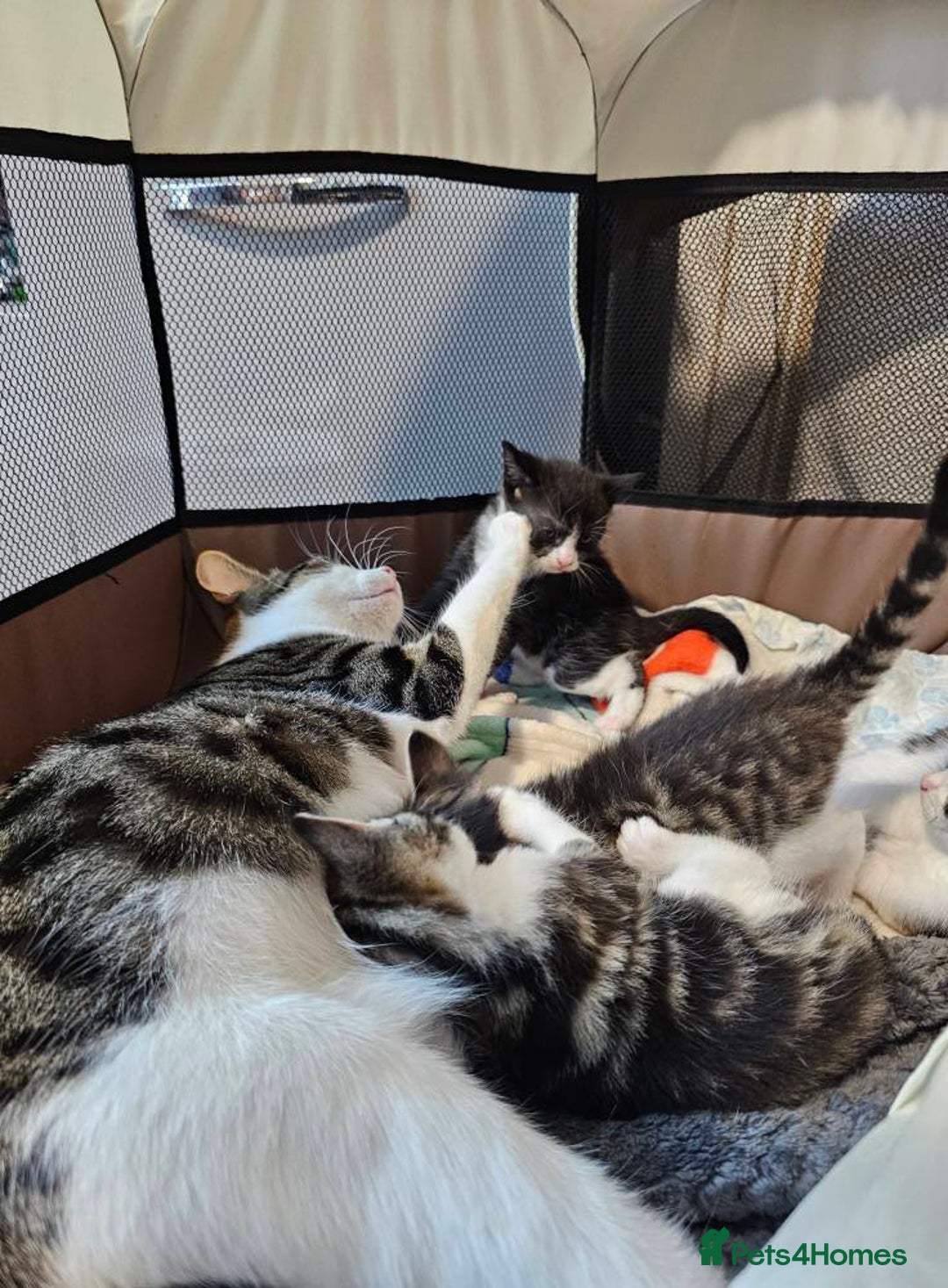 British Shorthair cats for sale: Playfull kittens ready for sale - Image 5