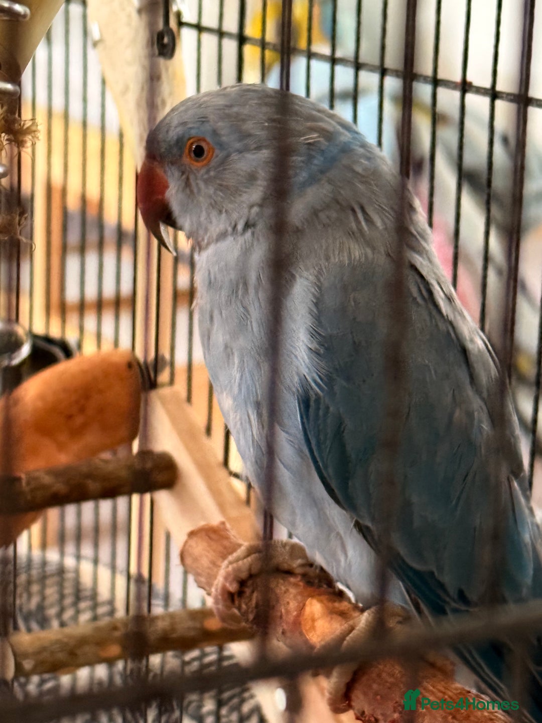 Ringnecks birds for sale: Blue Indian Ringneck - Bluey  - Image 4