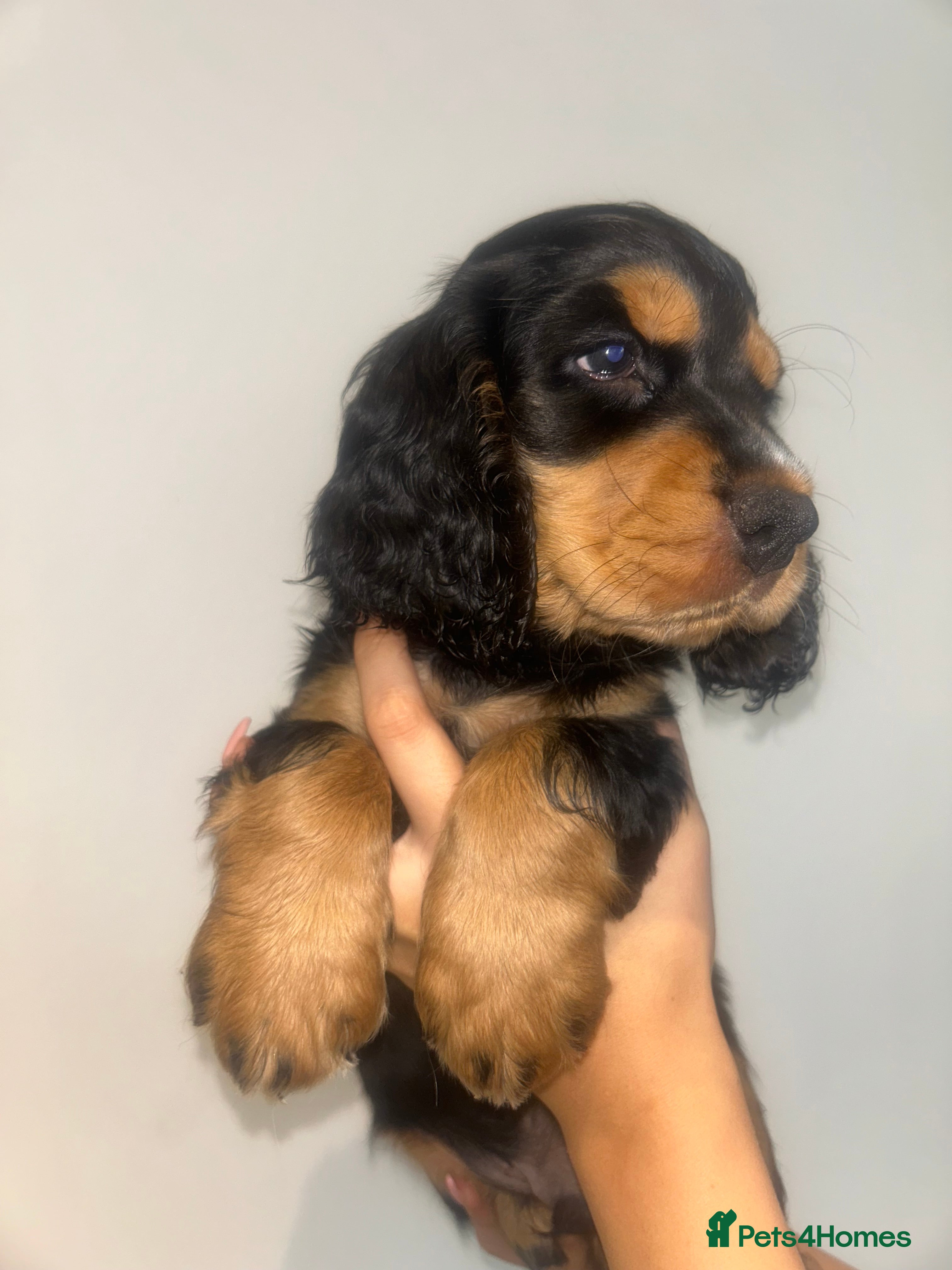 Cocker Spaniel dogs Beautiful english cocker spaniels leave 24th July  - Advert 15