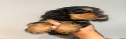 Cocker Spaniel dogs for sale: Beautiful english cocker spaniels leave 24th July  - Advert 2