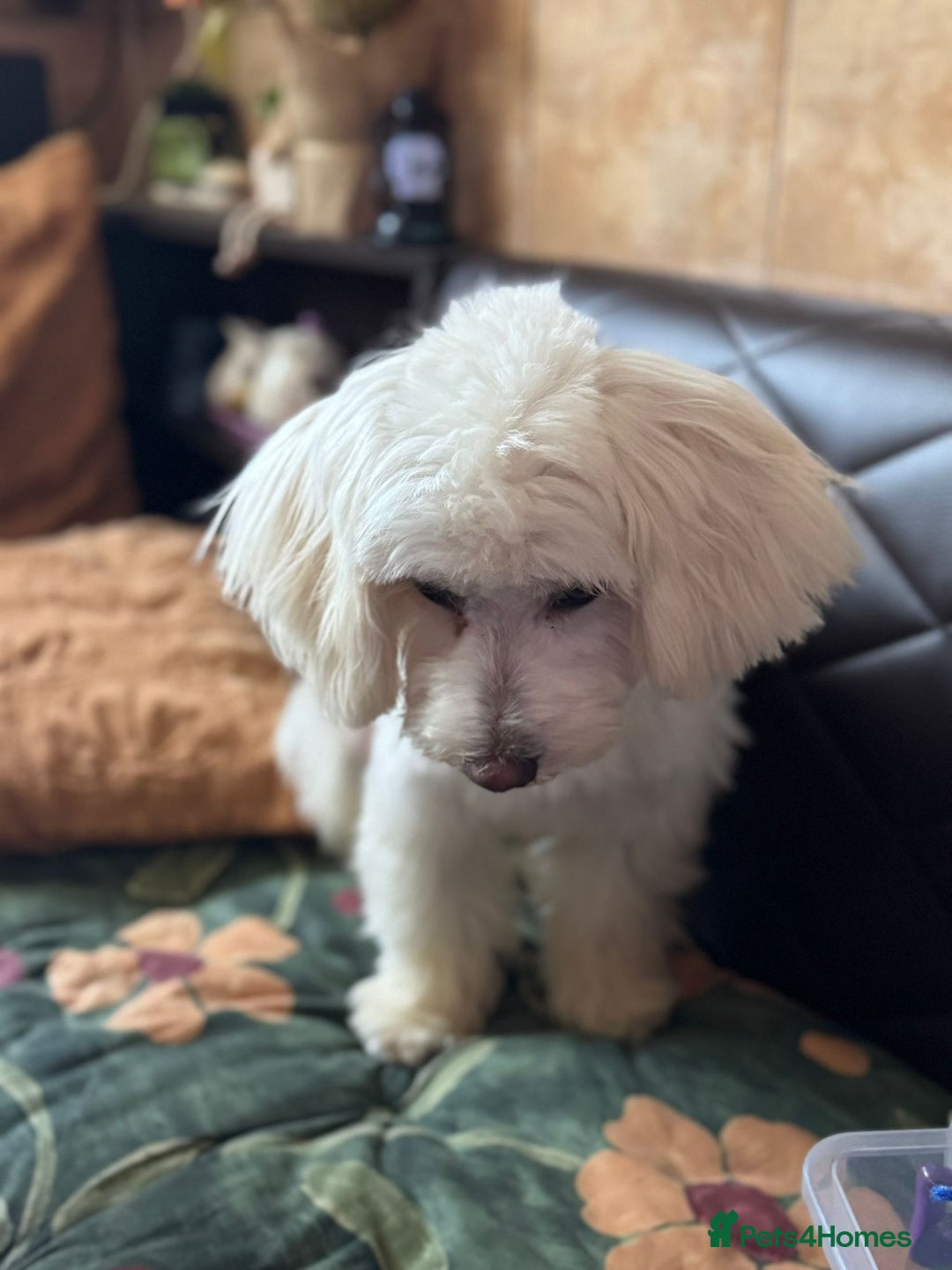 Bichon Frise dogs for adoption: Meet PACO - a Lovely little boy, for a Loving Home - Advert 22