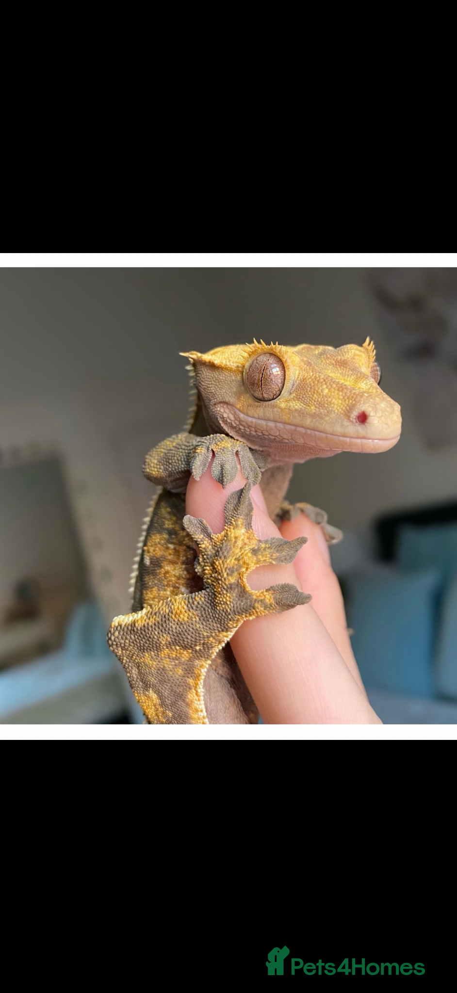 Gecko reptiles Crested Gecko  - Advert 1