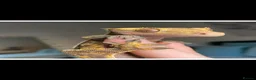 Gecko reptiles for sale: Crested Gecko  - Advert 1