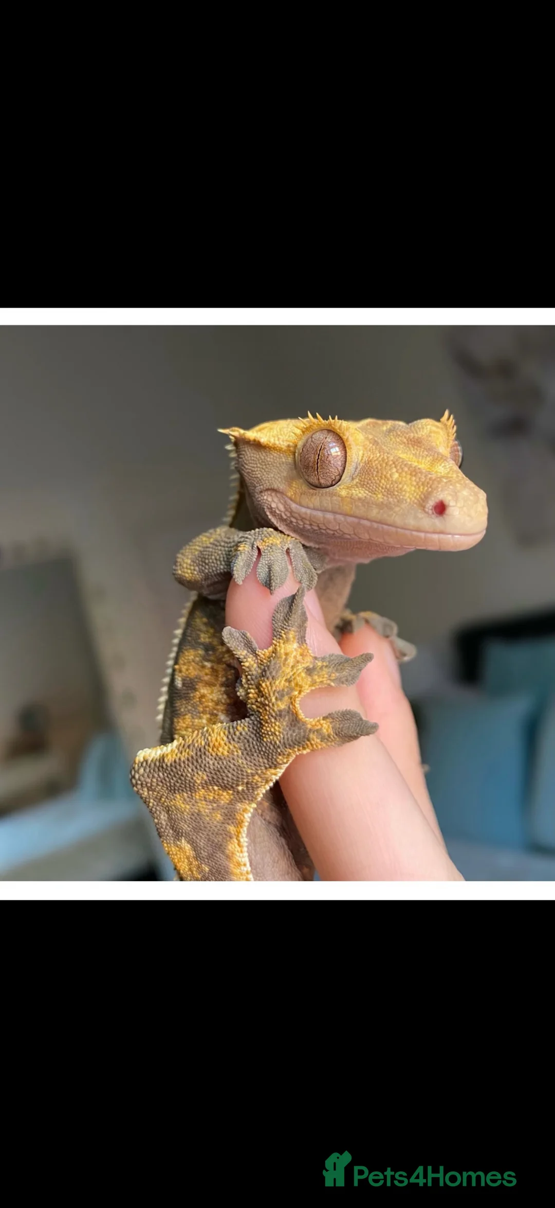 Gecko reptiles for sale: Crested Gecko  - Advert 1