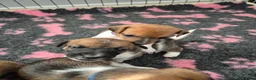 Jack Russell dogs for sale: Jack Russell puppies - Advert 10