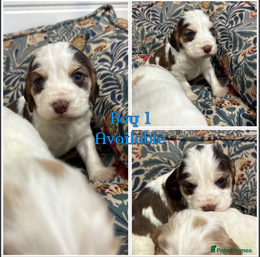 Cocker Spaniel dogs for sale: KC registered English cocker spaniels - Advert 11