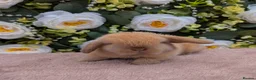 Mini Lop rabbits for sale: ❤️mini lop babies ❤️  - Advert 3