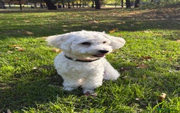 Bichon Frise dogs for sale: 1 year old Bishon looking for new home  - Image 2