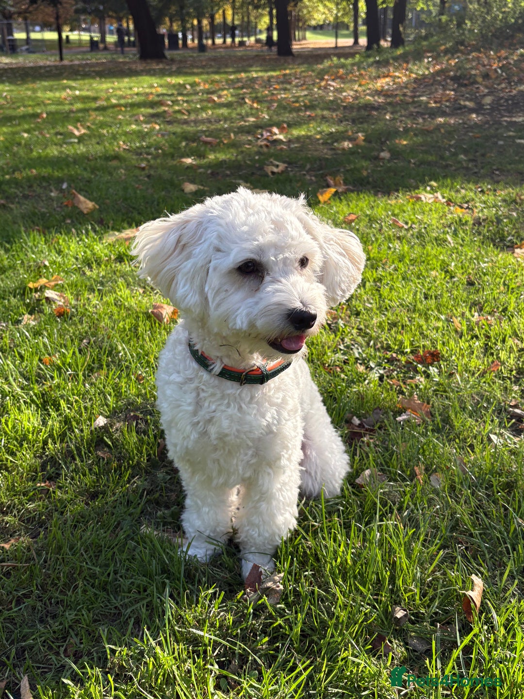 Bichon Frise dogs for sale: 1 year old Bishon looking for new home  - Image 2