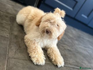 Mixed Breed dogs Miniature Poodle Female Pup - Advert 2