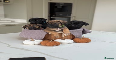 Cane Corso dogs - Advert 4