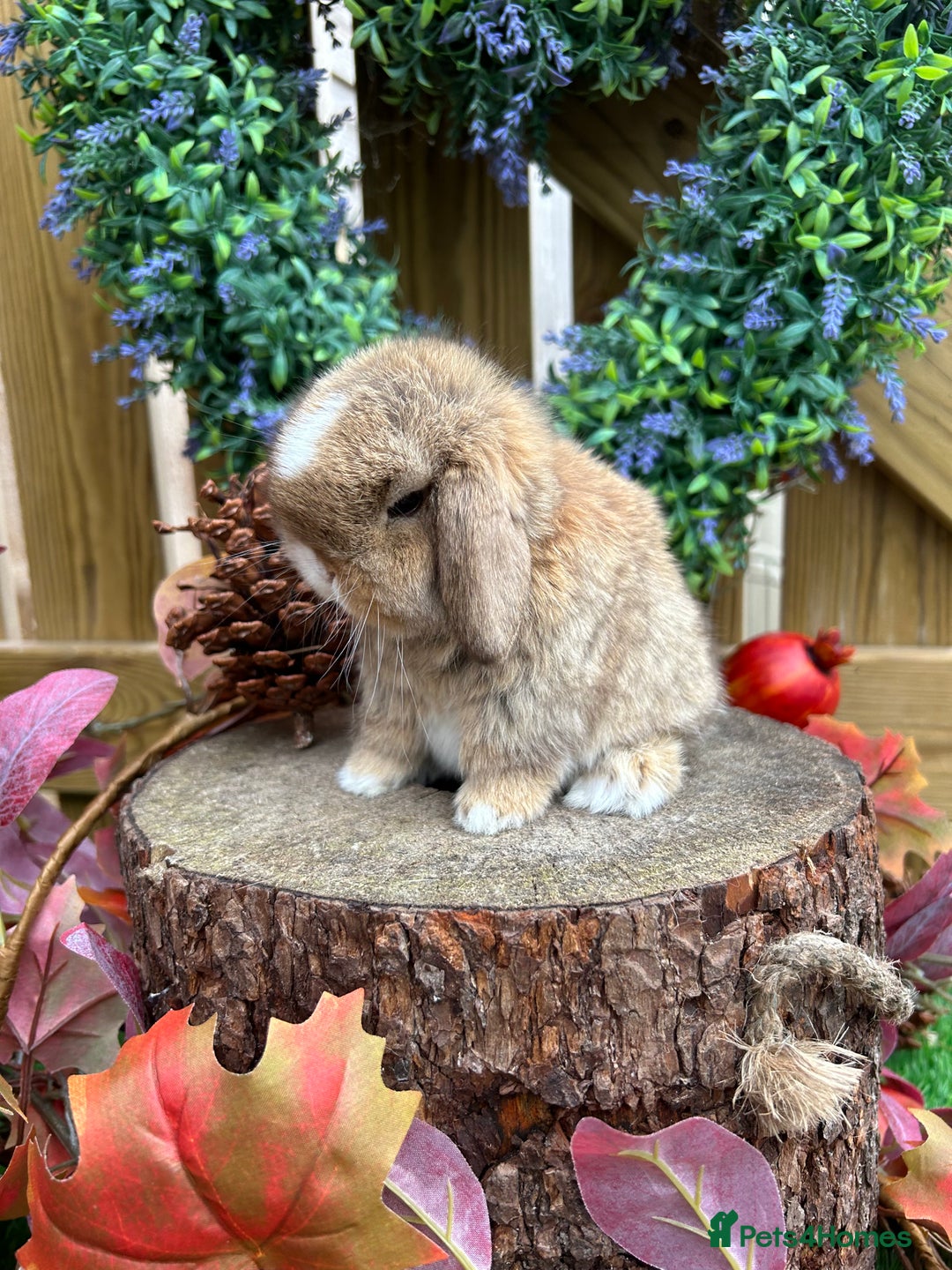 Mini Lop rabbits for sale: ⭐ PEDIGREE MINI LOP BABY BUNNIES ⭐  - Advert 6