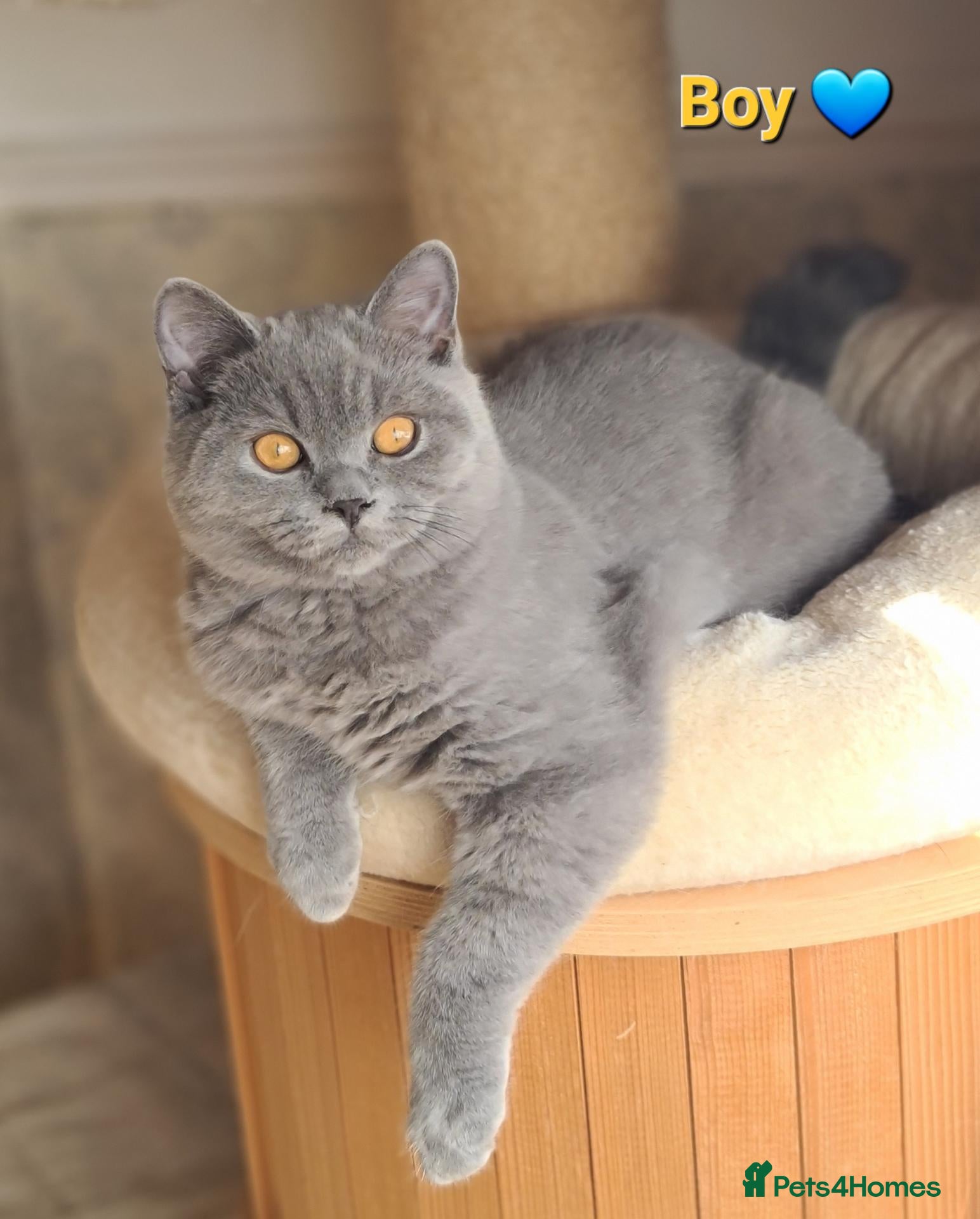 British Shorthair cats GCCF,Full vaccination BSH kittens  - Advert 2