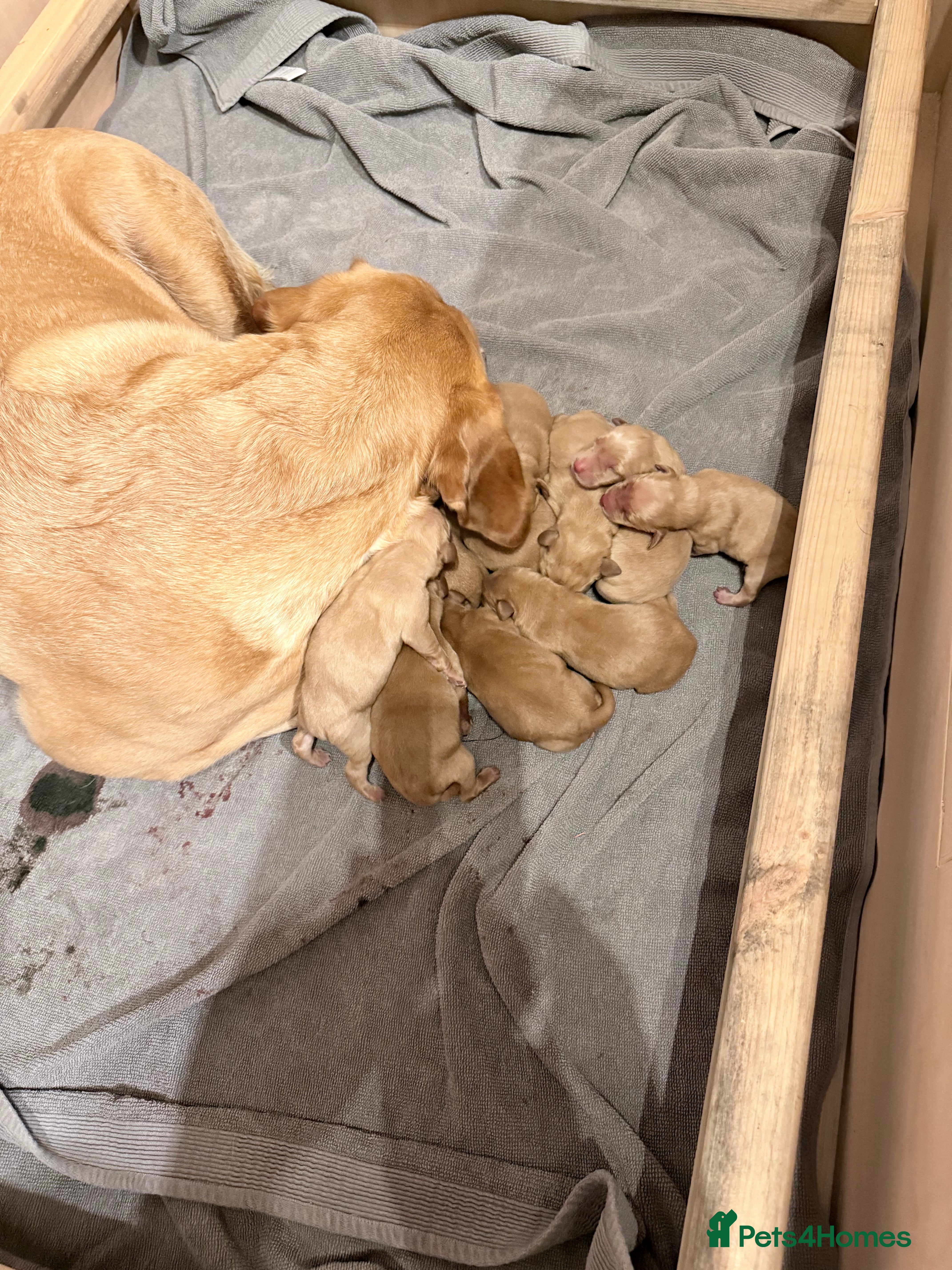 Labrador Retriever dogs KC Breeder Fox Red Labrador Puppies for sale. - Advert 1