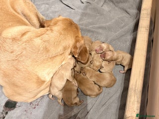 Labrador Retriever dogs KC Breeder Fox Red Labrador Puppies for sale. - Advert 1