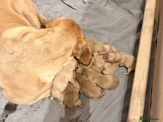 Labrador Retriever dogs KC Breeder Fox Red Labrador Puppies for sale. - Advert 1