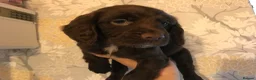 English Springer Spaniel dogs for sale: English springer spaniel puppies - Advert 1