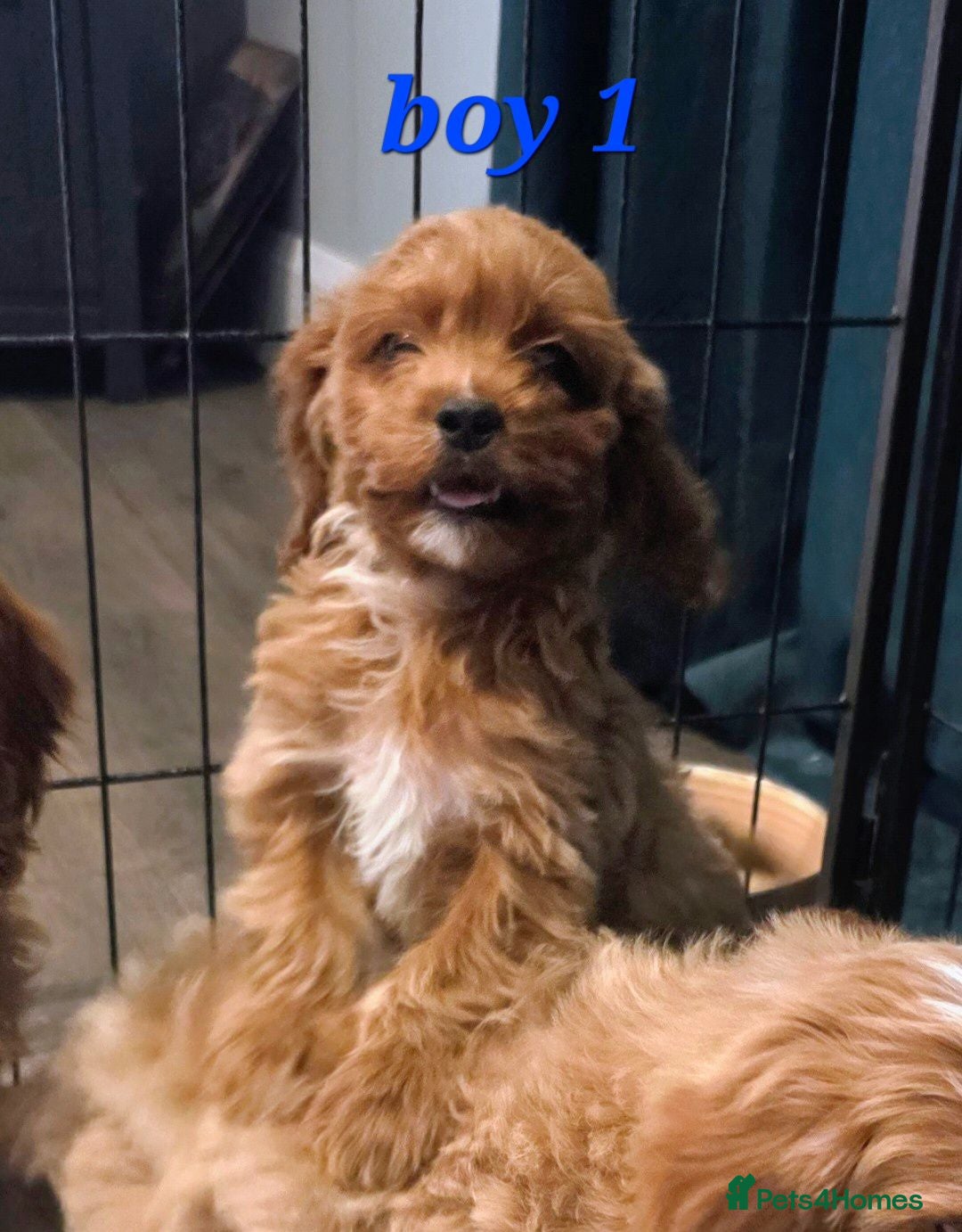 Cockapoo dogs **  2 left ** 7 Adorable F1 Cockapoo pups ♥️🐕🐾 - Advert 1