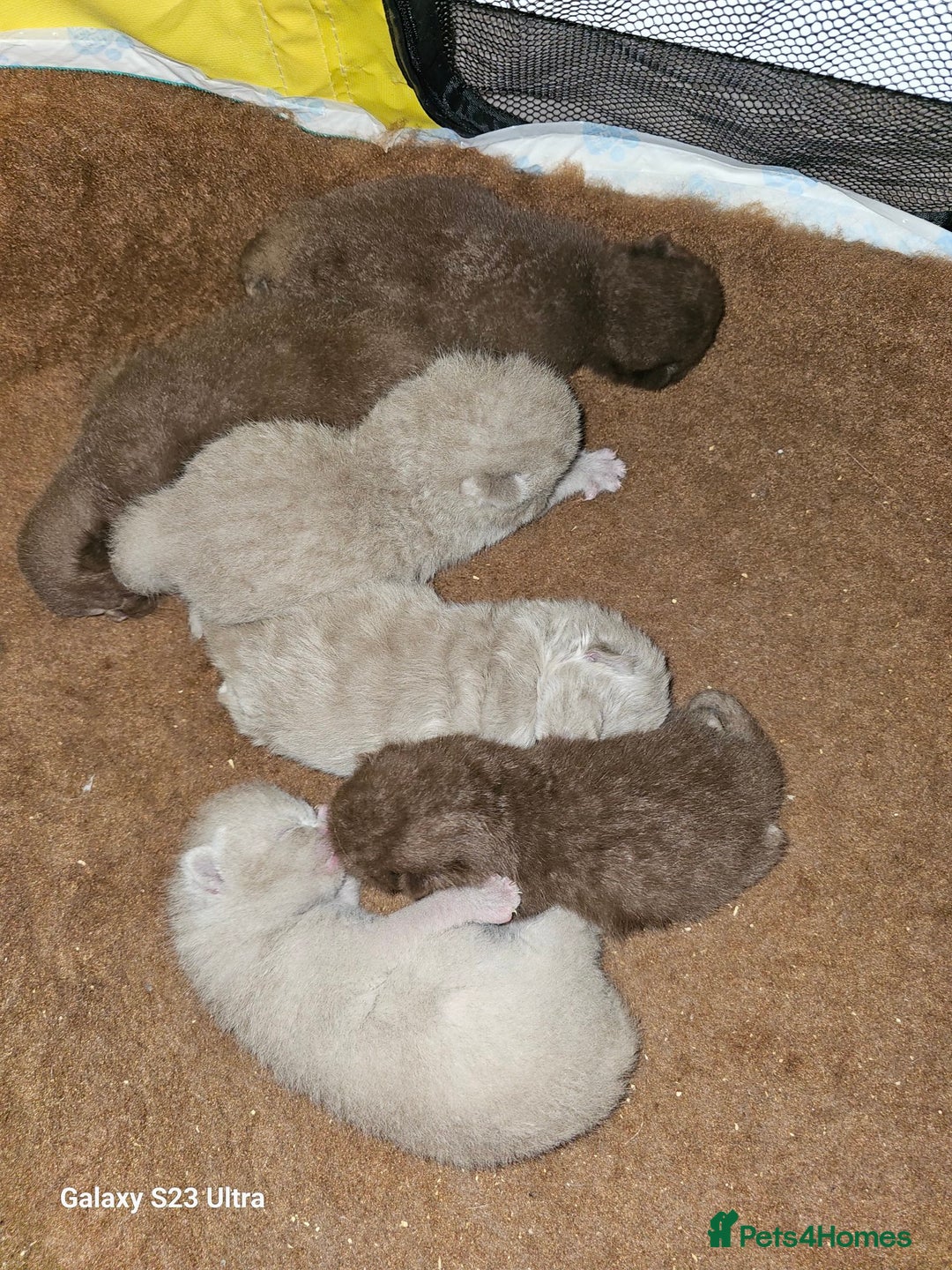 British Shorthair cats for sale: Beautiful  British  shorthair  kittens - Advert 5