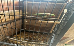 Budgerigars birds for sale: Alexandrine parrot  in Nelson - Image 3