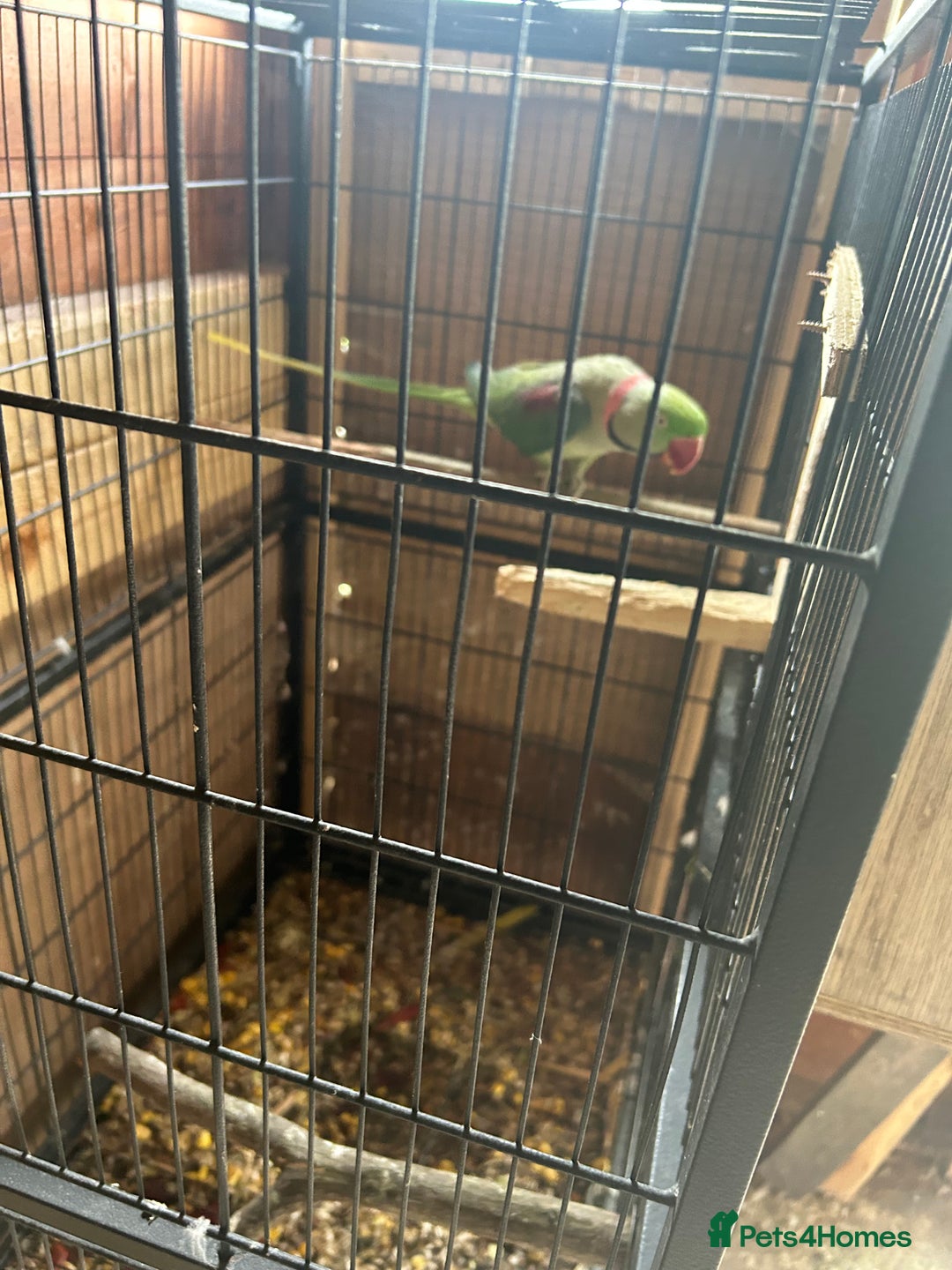 Budgerigars birds for sale: Alexandrine parrot  in Nelson - Image 3