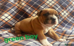 Staffordshire Bull Terrier dogs for sale: Red little one ❤️ - Image 8