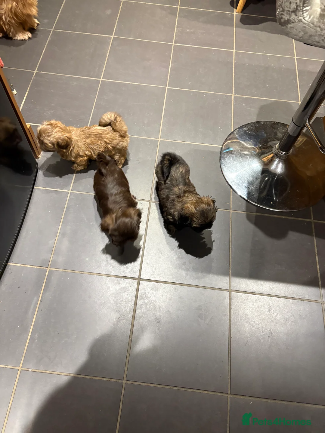 Shih Tzu dogs for sale: ALL SOLD THANK YOU - Advert 4