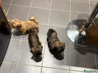 Shih Tzu dogs Karashishi shih tzu - Advert 2