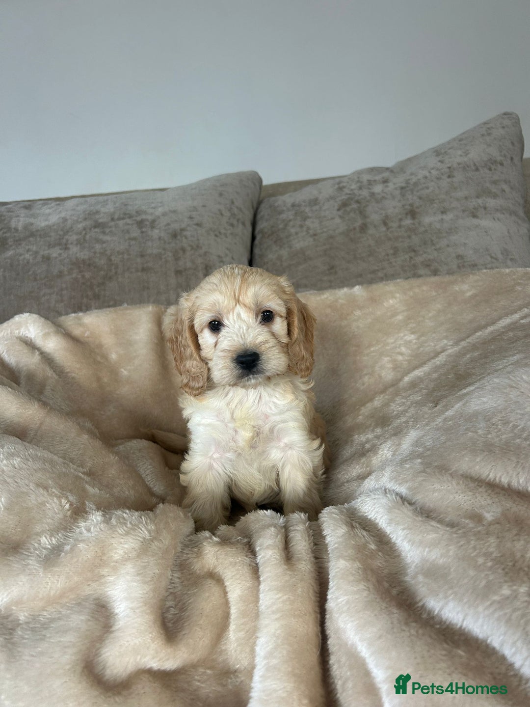 Cockapoo dogs for sale: Adorable F1 cockapoo puppies  - Image 13