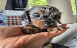 Miniature Dachshund dogs for sale: ✨️Beautiful silver dapple female✨️ - Image 9