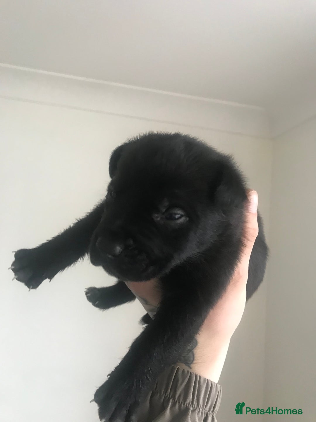 Mixed Breed dogs for sale: Presa shepherds  - Advert 10