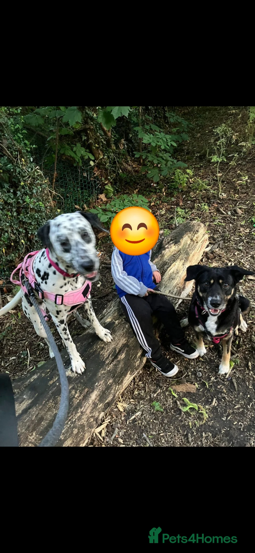 Mixed Breed dogs for sale: Dalmation / lab  in Corby - Advert 3