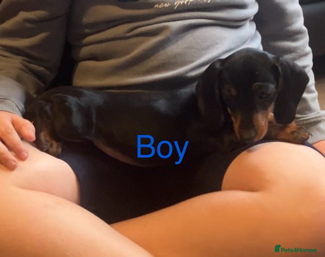 Dachshund dogs for sale: Dachshund puppies AVAILABLE NOW  - Image 19