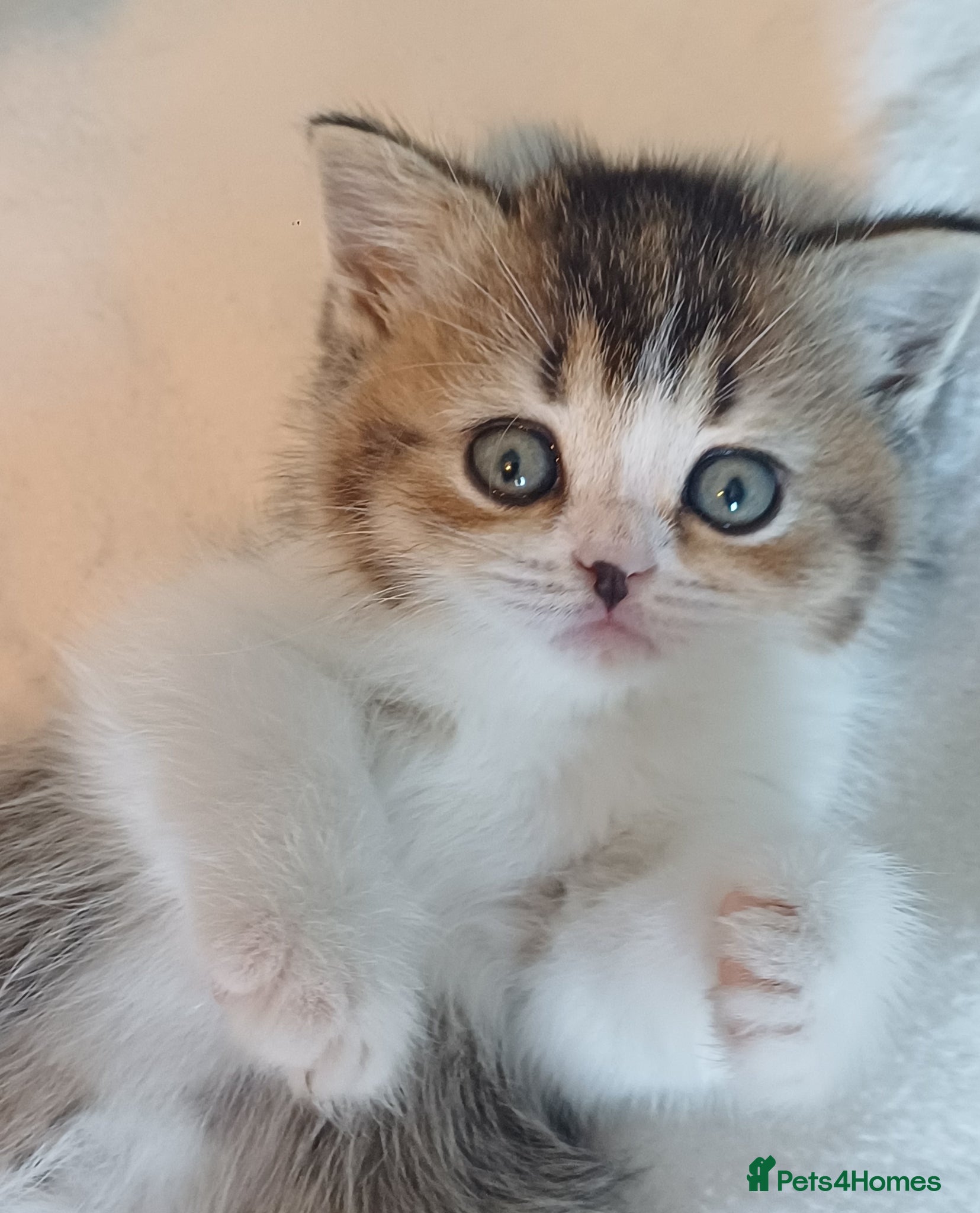 British Shorthair cats for sale: Gorgeous Brittish Shorthair 🐱 - Advert 17