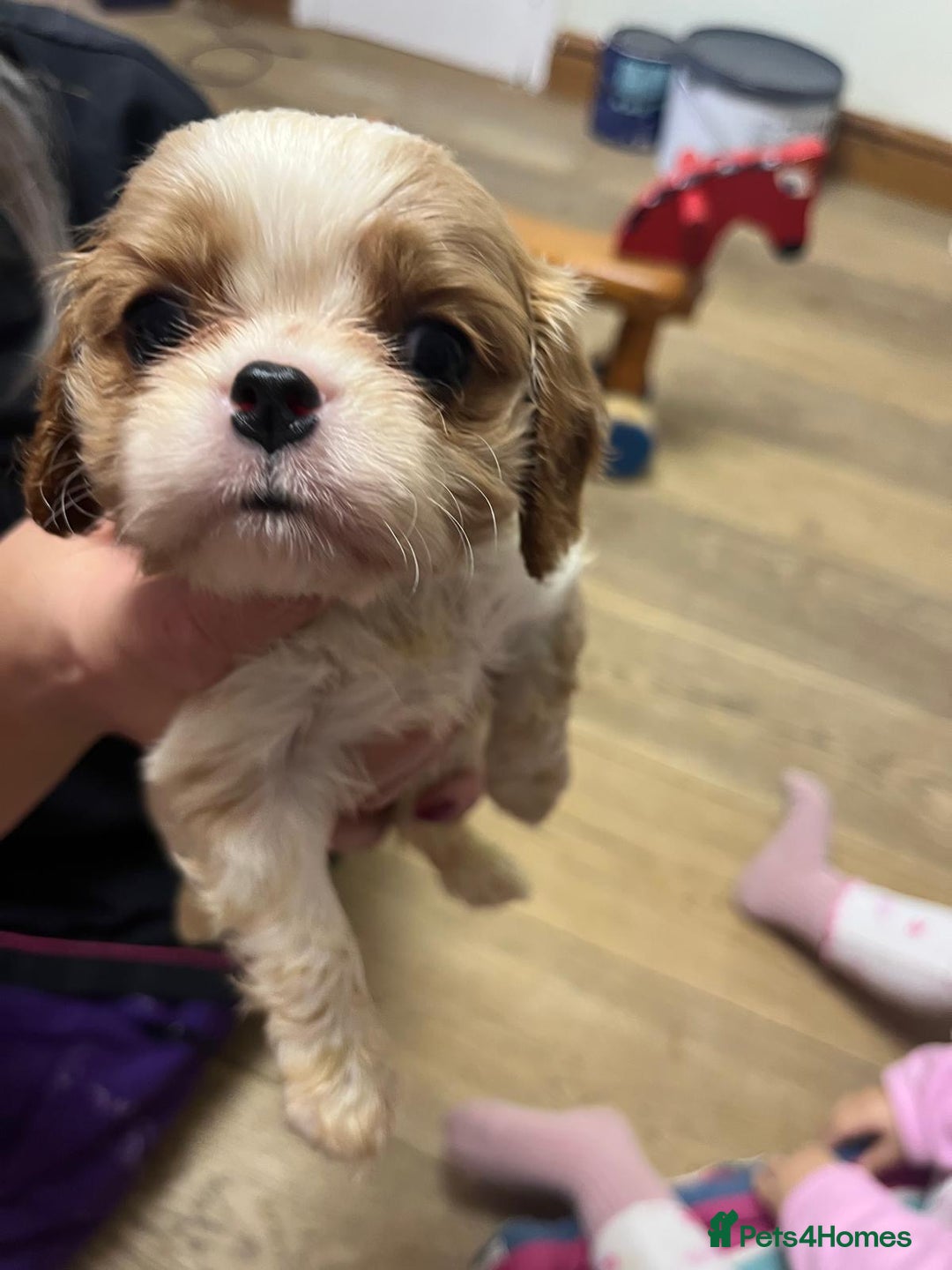 Cavalier King Charles Spaniel dogs for sale: Specialist Health Tested Cavalier King Charles  - Advert 35