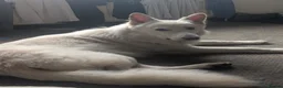 White Swiss Shepherd dogs for sale: WHITE shepherds. - Advert 3