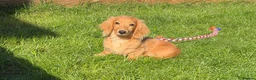 Miniature Dachshund dogs for sale: Ready now KC reg 5 month old boy  - Advert 13