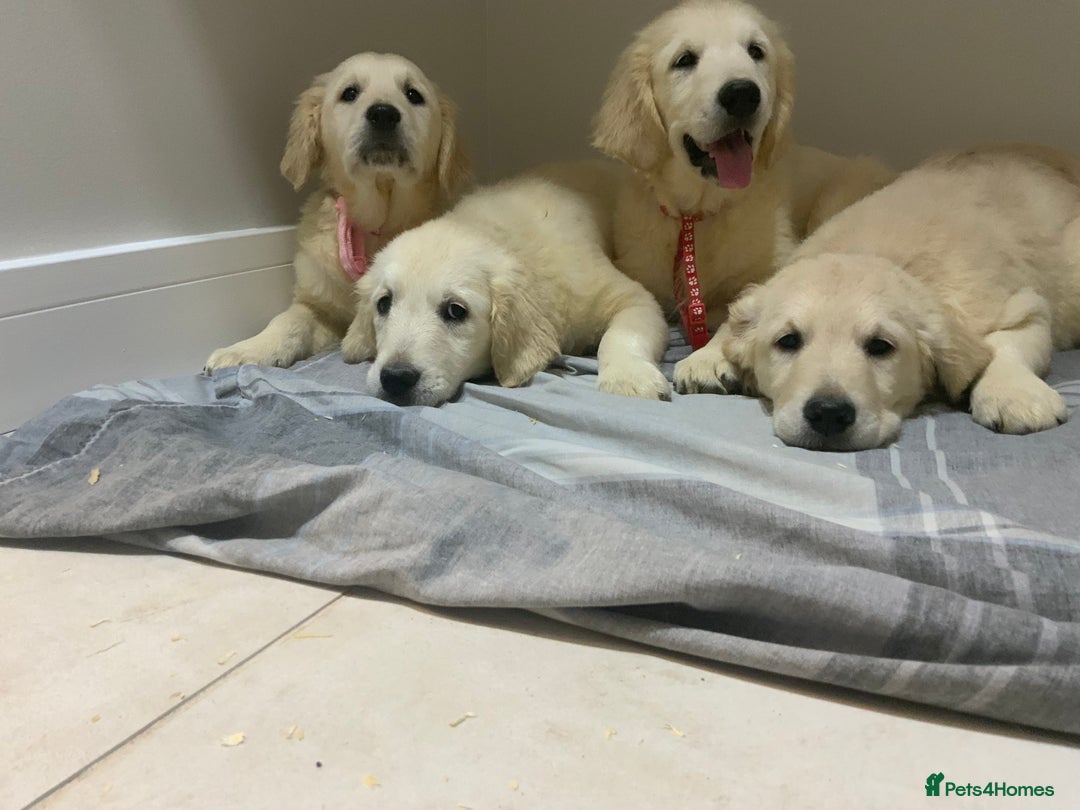 Golden Retriever dogs for sale: Golden Retrievers -Goadream kc  - Advert 2