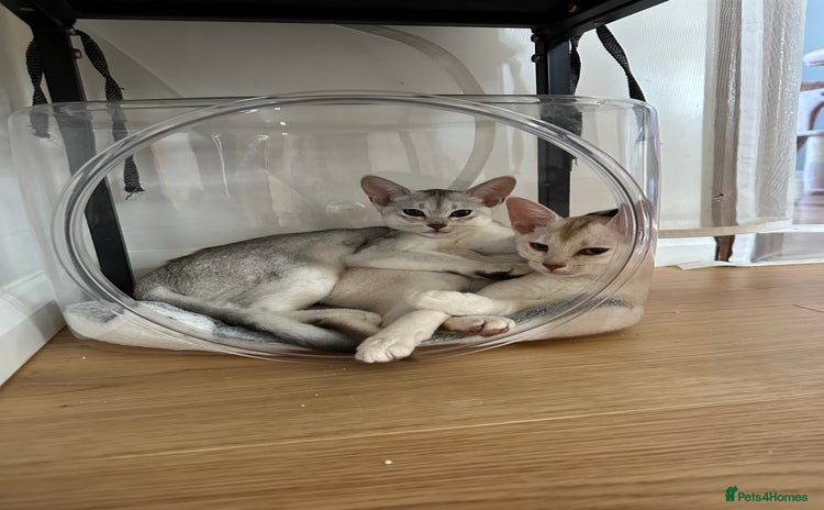Abyssinian cats - Advert 10
