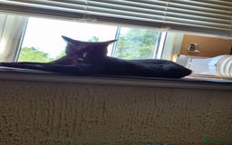 British Shorthair cats for sale: 5 year old cat - Image 4