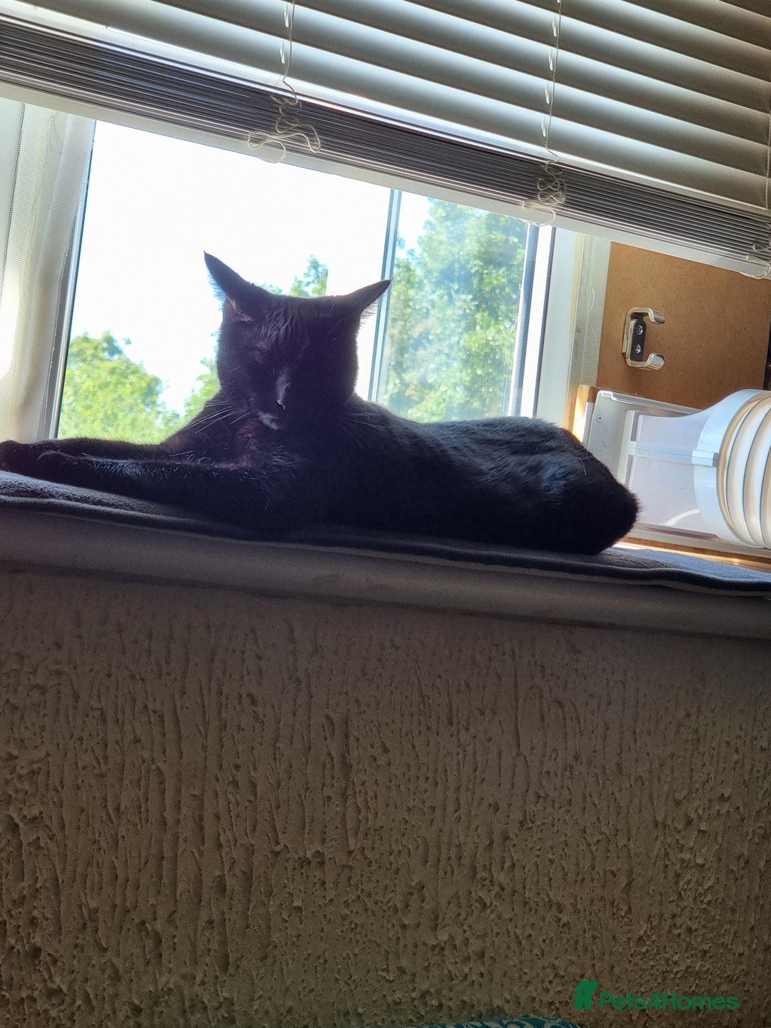 British Shorthair cats for sale: 5 year old cat - Image 4