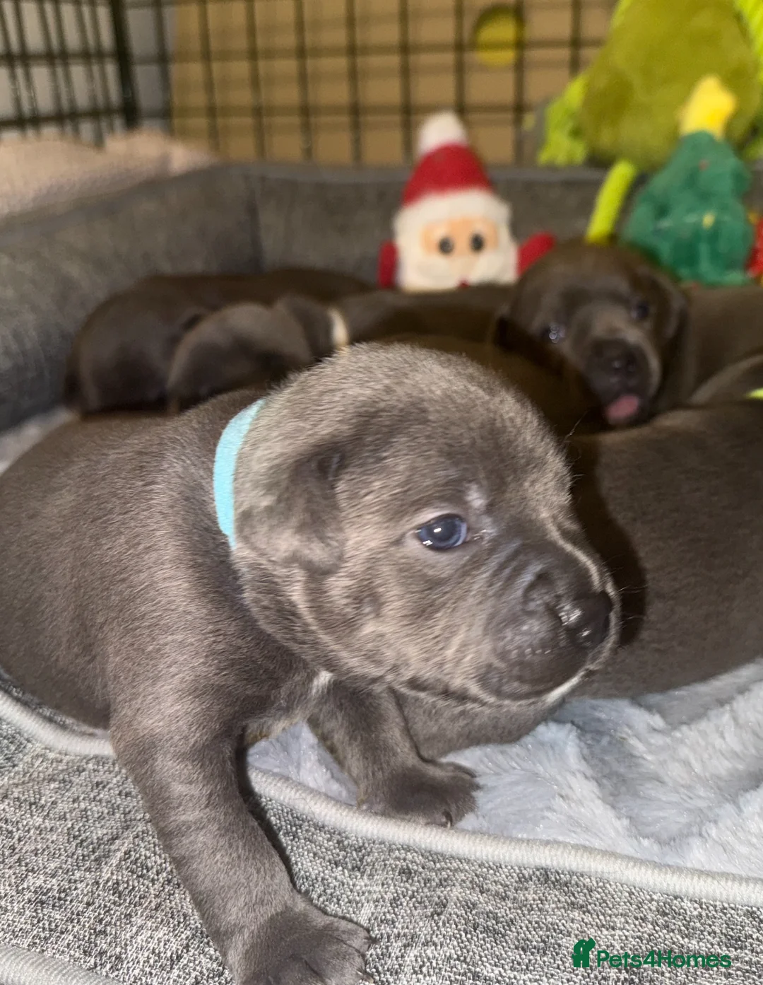 Staffordshire Bull Terrier dogs for sale: KC Blue Staffordshire Bull Terrier Puppies SOLD - Advert 13