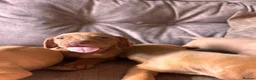 Hungarian Vizsla dogs for sale: Hungarian viszla puppies  - Advert 13